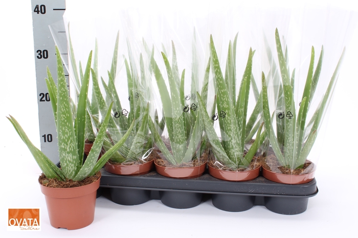<h4>ALOE VERA</h4>