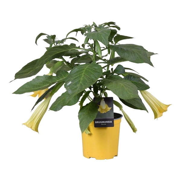 <h4>Brugmansia struik geel 19 cm</h4>
