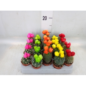 Cactus   ...decorated