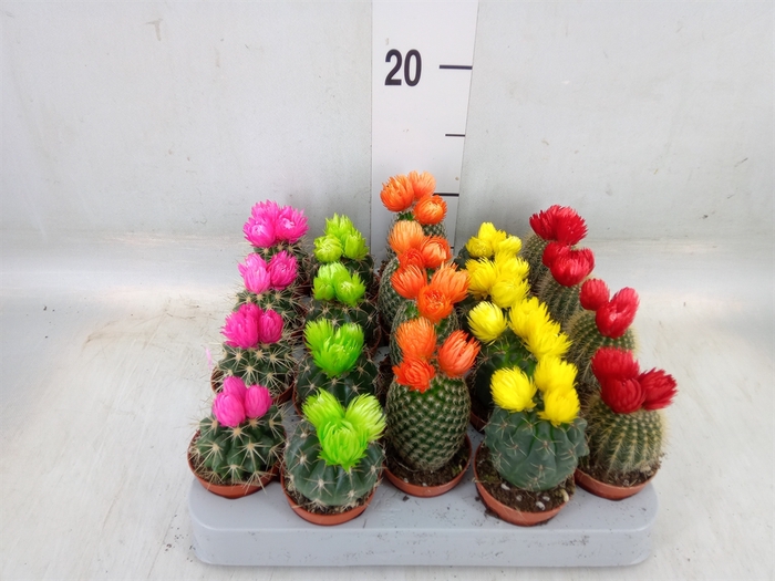 <h4>Cactus   ...decorated</h4>