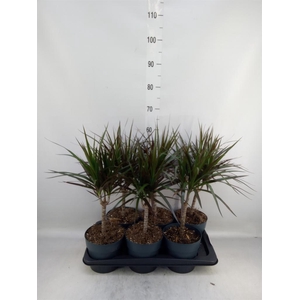 Dracaena marg. 'Magenta'