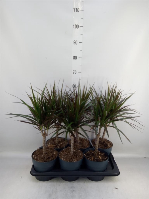 <h4>Dracaena marg. 'Magenta'</h4>