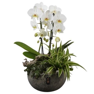 PTIB5351 Arrangement Indoor in keramiek schaal