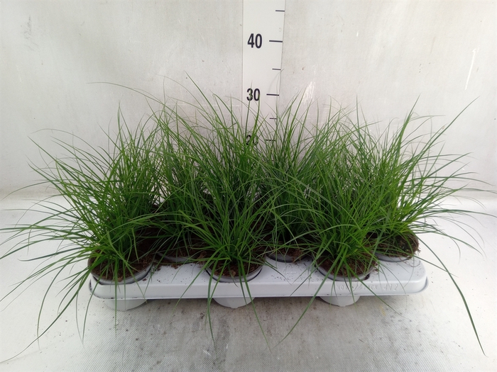 <h4>Carex brunnea</h4>