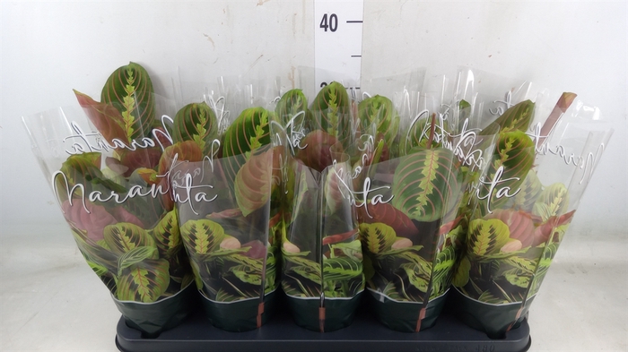 <h4>Maranta leuc. 'Fascinator'</h4>