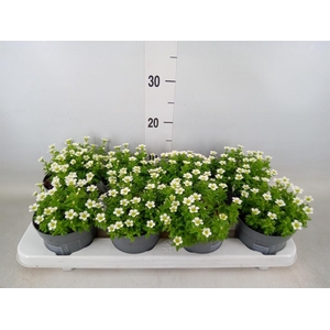 Saxifraga arend. 'Marto White'