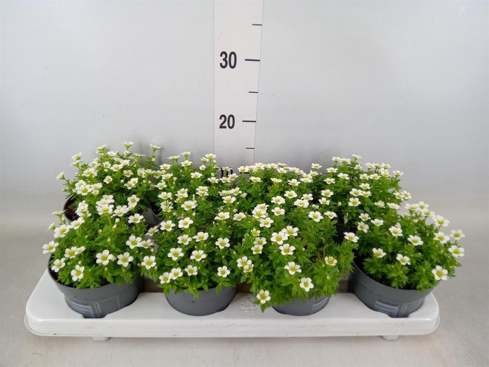 <h4>Saxifraga arend. 'Marto White'</h4>