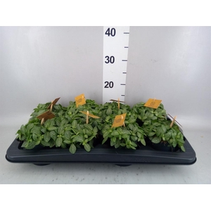 Fittonia verschaf.