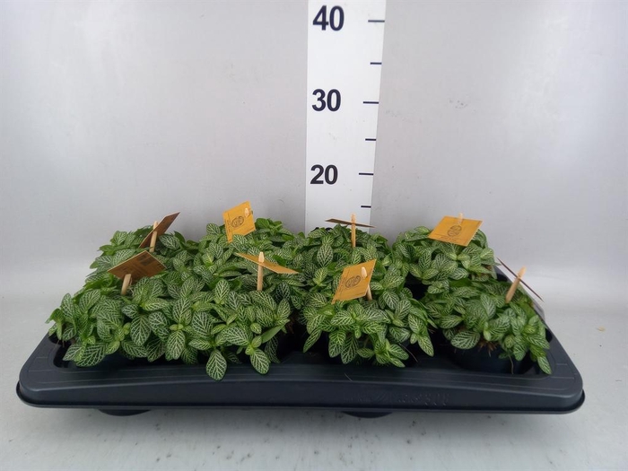 <h4>Fittonia verschaf.</h4>