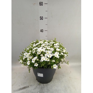 Arenaria montana