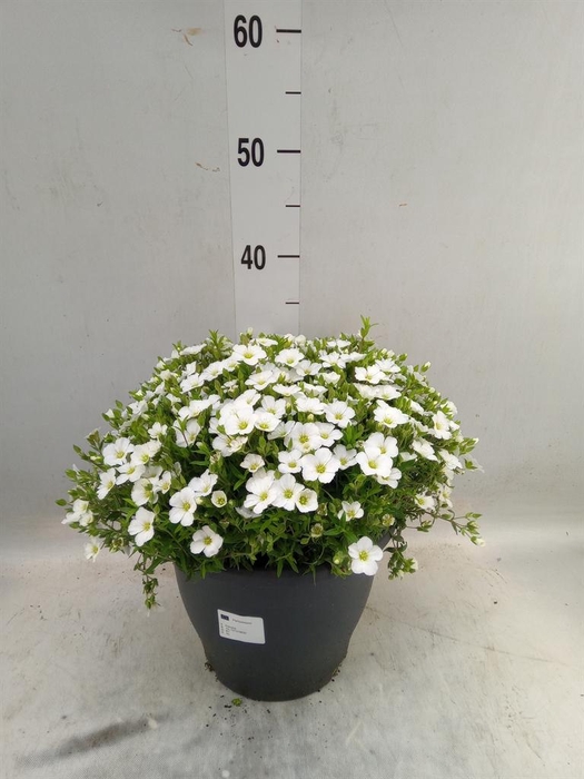 <h4>Arenaria montana</h4>