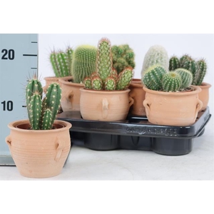 CACTUS OV