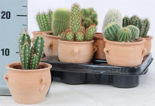 <h4>CACTUS OV</h4>