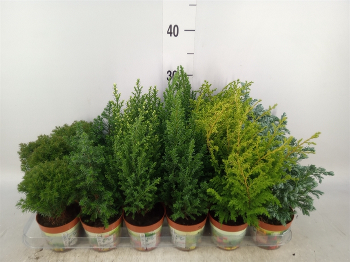 <h4>Conifers   ...mix</h4>