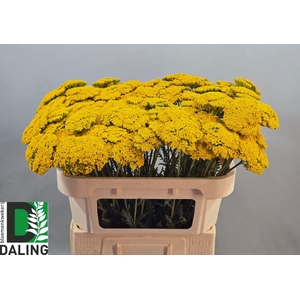 Achillea F Park Variety Daling