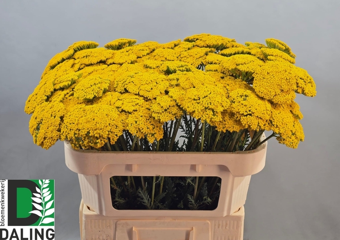 <h4>Achillea F Park Variety Daling</h4>