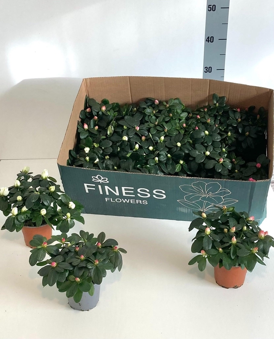 <h4>RHODO SI VOGEL GEM</h4>