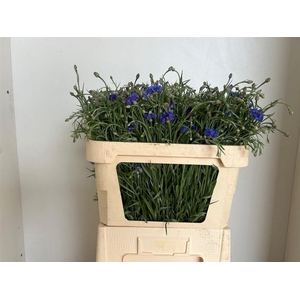 Centaurea Cyanus Blue