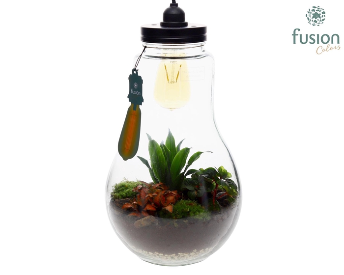 <h4>Glas Terrarium XXL met verlichting met Groene Planten</h4>