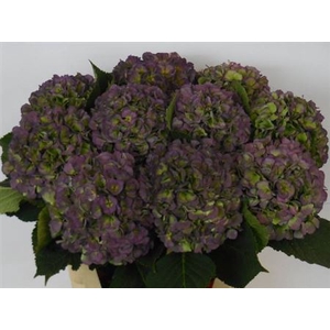 Hydr M Ch Verena Bl Cl 80cm
