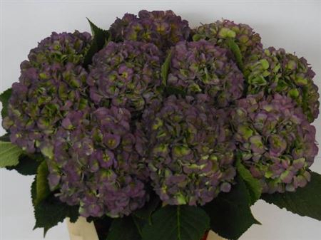 <h4>Hydr M Ch Verena Bl Cl 80cm</h4>