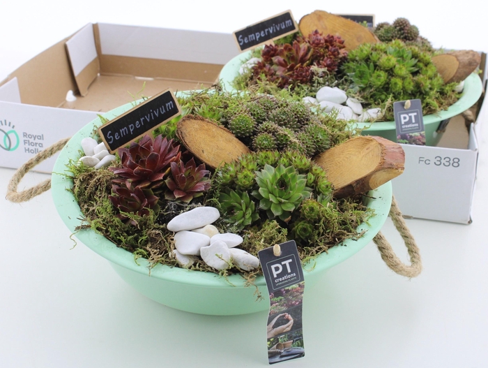 <h4>ARR SEMPERVIVUM</h4>