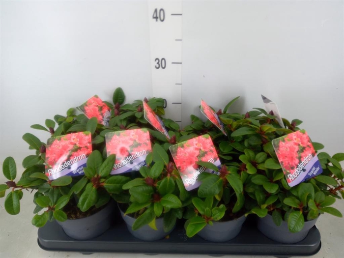 <h4>Rhododendron forr. 'Scarlet Wonder'</h4>