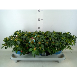 Rhododendron sim. 'Hellmut V' .mix6