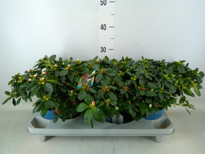 <h4>Rhododendron sim. 'Hellmut V' .mix6</h4>