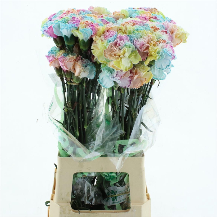 Di St Col Klb H% Radiant Cotton Candy