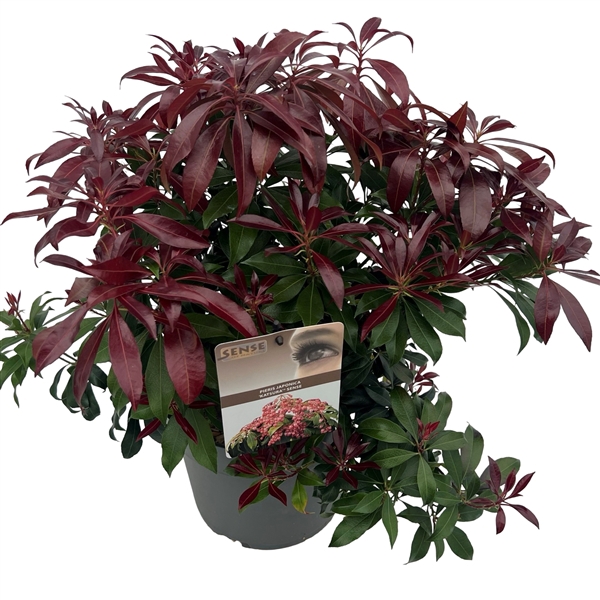 <h4>Pieris jap. 'Katsura' sense</h4>