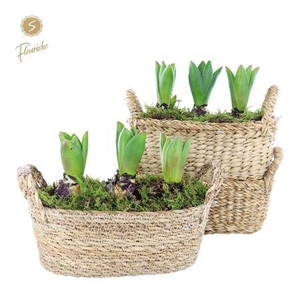 Hyacinth mix 3703 hamar ovaal 3pp
