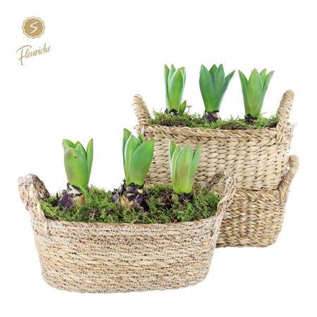 <h4>Hyacinth Mix 3703 Hamar Ovaal 3pp</h4>