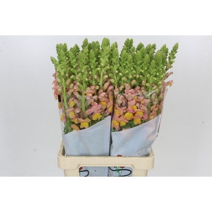 Antirrhinum Potomac Light Orange