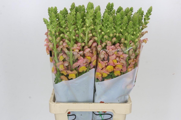 <h4>Antirrhinum Potomac Light Orange</h4>