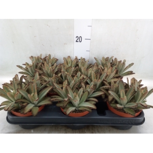 Kalanchoe NF   ...