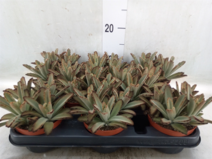 <h4>Kalanchoe NF   ...</h4>