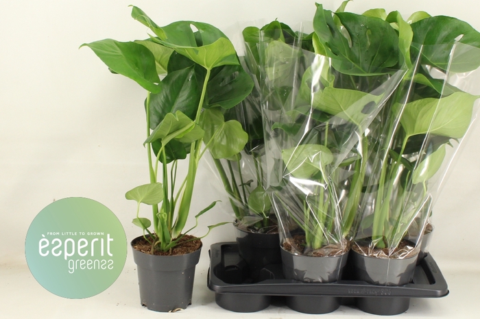 <h4>MONSTERA DELICIOSA</h4>