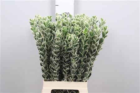 <h4>Euonymus japon. 'White Spire'</h4>