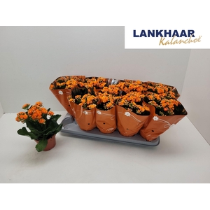 KAL GE PERFECTA ORAN