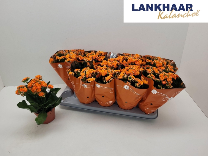 <h4>KAL GE PERFECTA ORAN</h4>