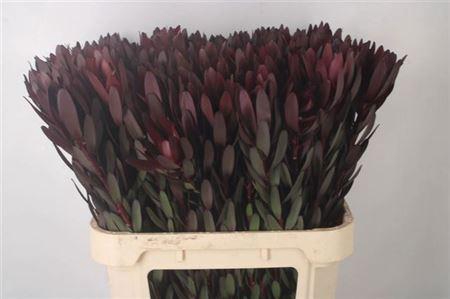 <h4>Leucad Saf Sunset</h4>