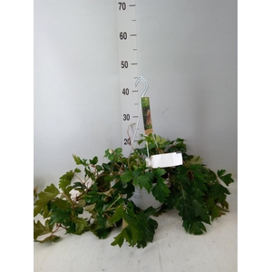 Cissus rhombifolia 'Ellen Danica'