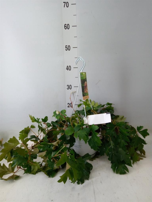 <h4>Cissus rhombifolia 'Ellen Danica'</h4>