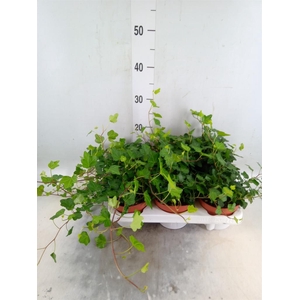 Hedera helix 'Wonder'