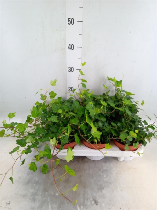 <h4>Hedera helix 'Wonder'</h4>