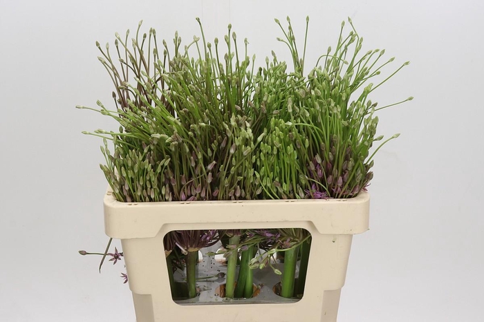 <h4>Allium Schubertii</h4>