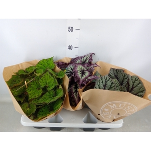 Begonia BD 'Beleaf'   ...mix