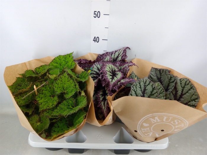 <h4>Begonia BD 'Beleaf'   ...mix</h4>