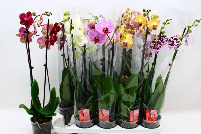 <h4>PHAL GEM 7 KL</h4>